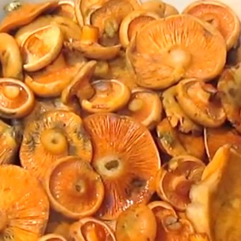 Champignons secs au safran salé: des recettes simples pour l'hiver