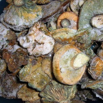 Congélation des champignons au safran pour l'hiver, à l'état cru, bouilli et salé