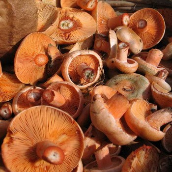 Comment conserver les champignons après la collecte et le traitement