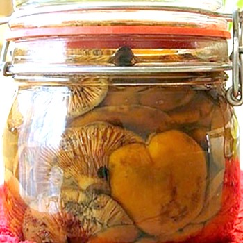 Champignons au safran préparés: les meilleures recettes de champignons