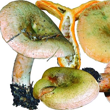 Pourquoi les champignons deviennent verts et que faire dans ce cas