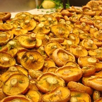 Plats de champignons safran crus et récolter pour l'hiver