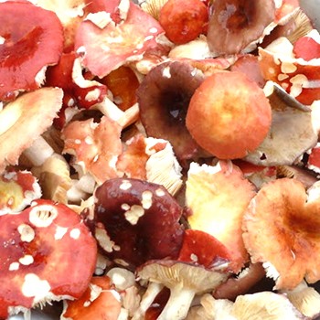 Saler la russula de manière chaude, froide et sèche