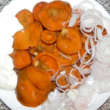 Récolte de champignons safran pour l'hiver de différentes manières