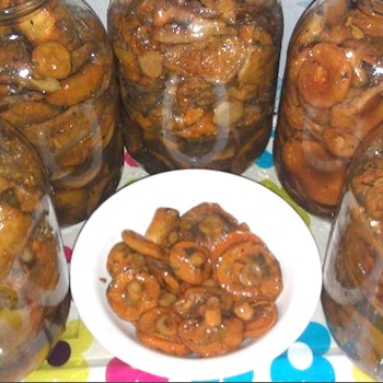 Champignons safran salés chauds: façons populaires