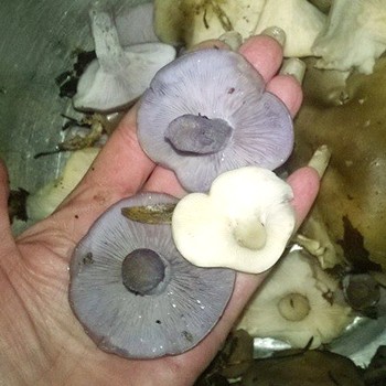 Comment faire cuire une rangée de lilas-legged