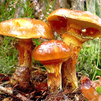 Comment faire pousser de l'huile