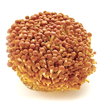 Culture intensive de champignons d'hiver