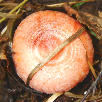 Comment faire pousser des champignons dans le pays