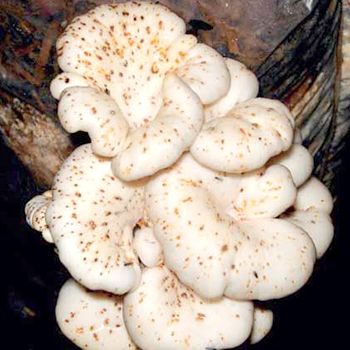 Maladies et ravageurs des champignons: description et méthodes de lutte