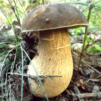 Champignons: catégories de valeur et utilisations