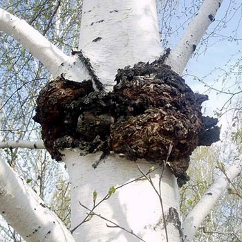 Bouleau de Chaga: description et propriétés médicinales