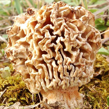 Caractéristiques des morilles de différents types