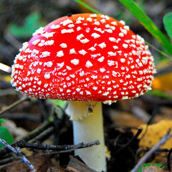 Types d'agaric de mouche: principales caractéristiques