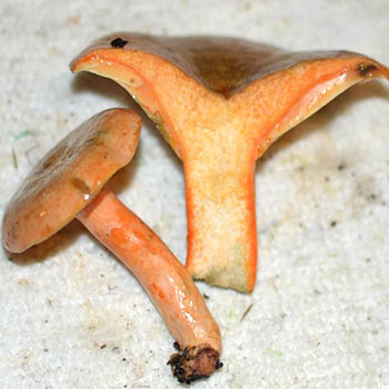 Gingembre délicieux: description et propriétés