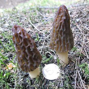 Champignons de printemps: espèces comestibles et non comestibles