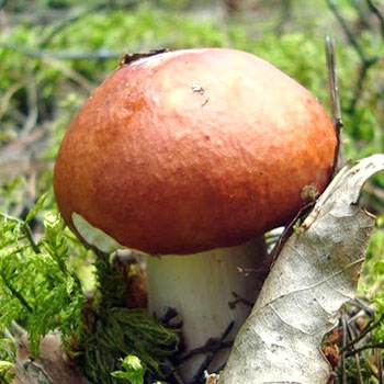 Boletus: caractéristique de l'espèce