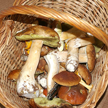 Champignons de juillet