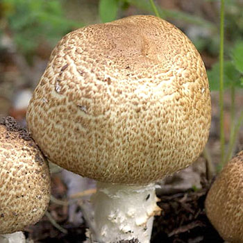 Types de champignons forestiers
