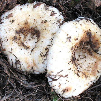 Champignons: types populaires