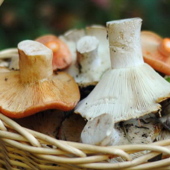 Champignons: types populaires