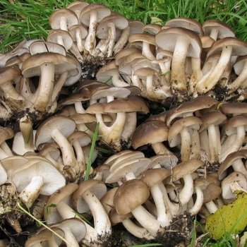 Types de lignes d'automne