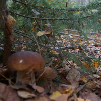Champignons de septembre en banlieue
