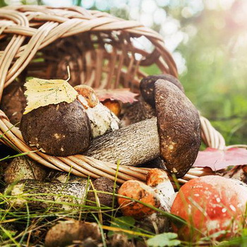 Champignons d'été: description de l'espèce
