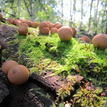 Champignons au fruit rond