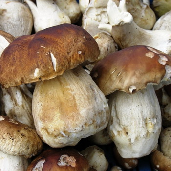 Champignons tubulaires: espèces comestibles et non comestibles
