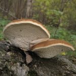 Champignons au fruit poreux