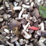 Champignons forestiers sur des jambes minces